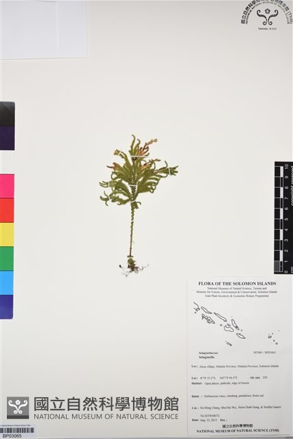 登錄號:BP03065藏品圖，第1張