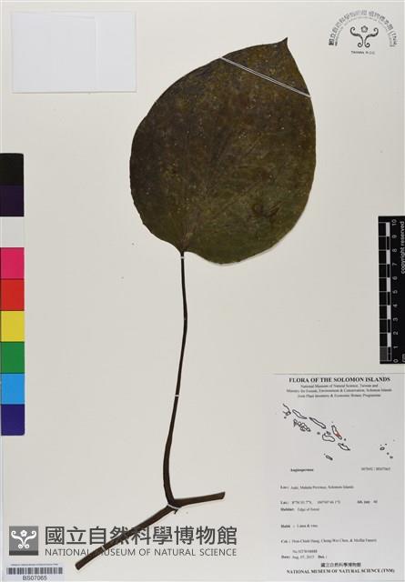 登錄號:BS07065藏品圖，第1張