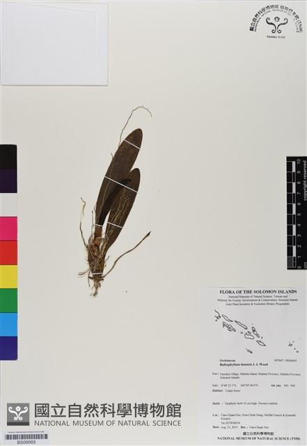 登錄號:BS06665藏品圖，第1張
