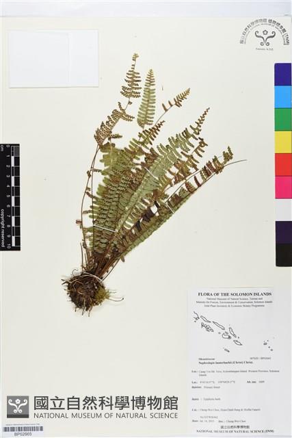 登錄號:BP02665藏品圖，第1張