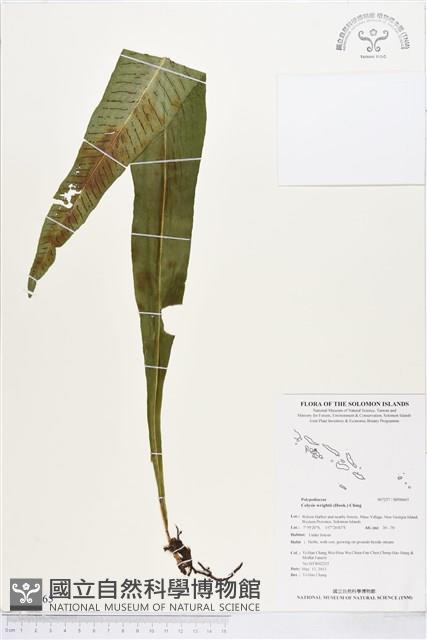 萊氏線蕨藏品圖，第1張