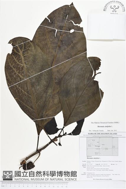 檄樹、諾麗果藏品圖，第1張