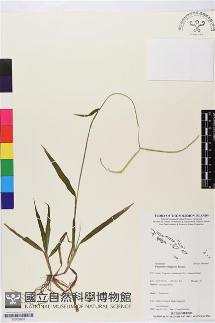 兩耳草藏品圖，第1張