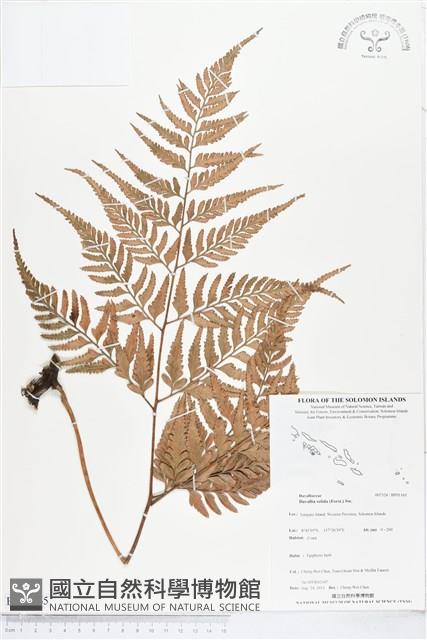 闊葉骨碎補藏品圖，第1張