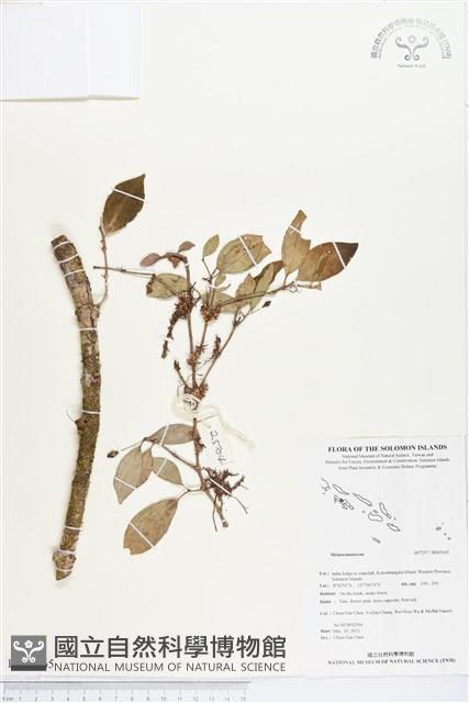 登錄號:BS03165藏品圖，第1張