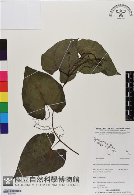 登錄號:BS07165藏品圖，第1張