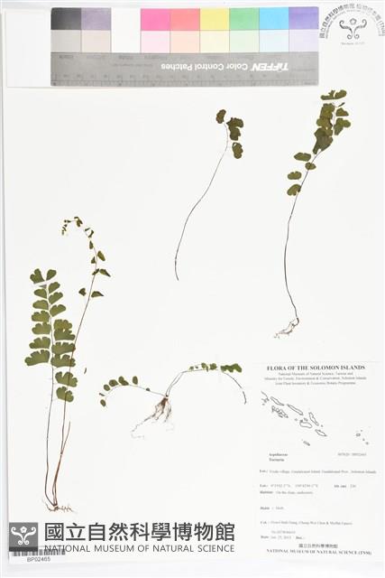 登錄號:BP02465藏品圖，第1張