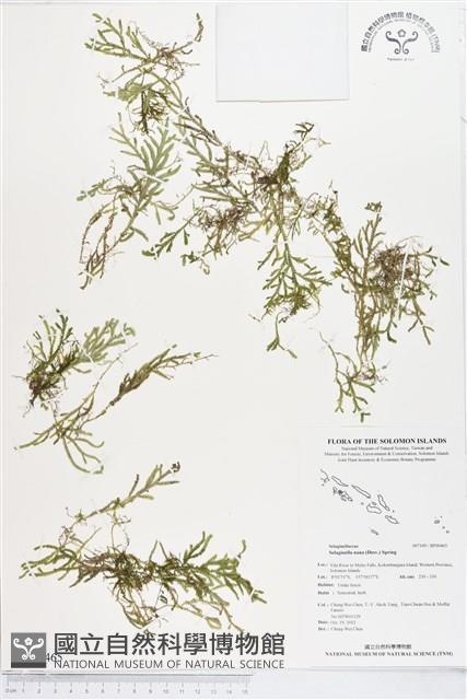 登錄號:BP00465藏品圖，第1張