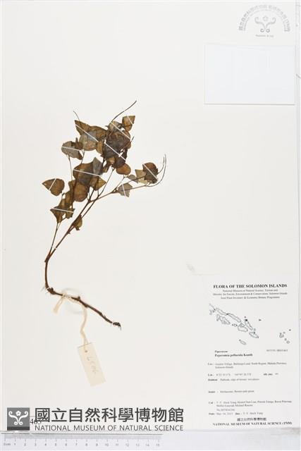 草胡椒藏品圖，第1張