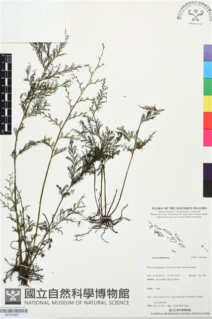 登錄號:BP03465藏品圖，第1張