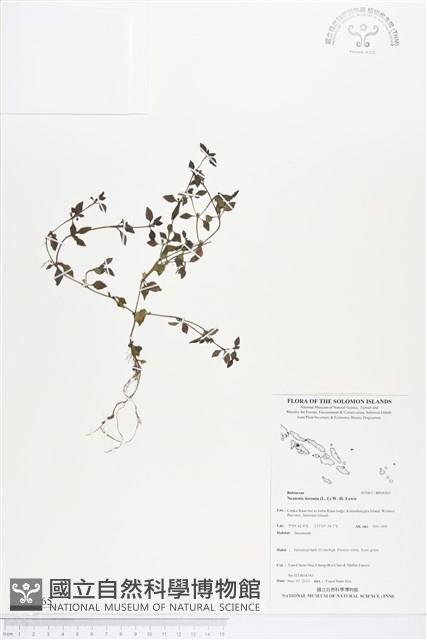 涼喉茶藏品圖，第1張