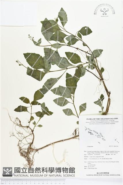 登錄號:BS02765藏品圖，第1張