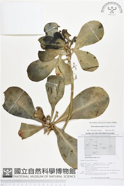 草海桐、水草藏品圖，第1張