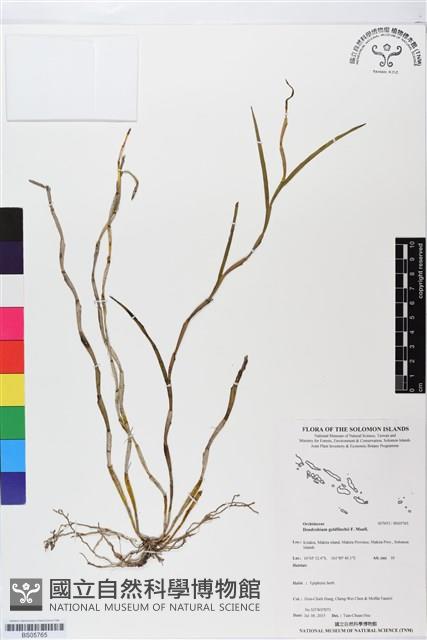 登錄號:BS05765藏品圖，第1張