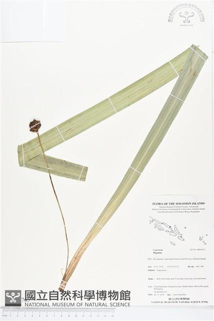 登錄號:BS04765藏品圖，第1張