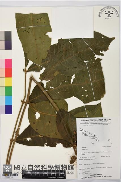 登錄號:BS07765藏品圖，第1張