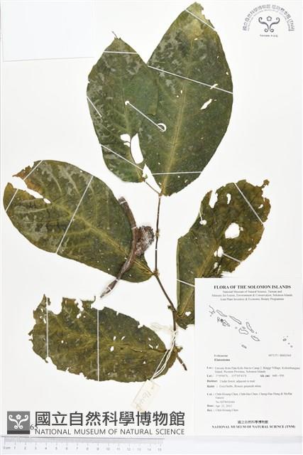 登錄號:BS02565藏品圖，第1張