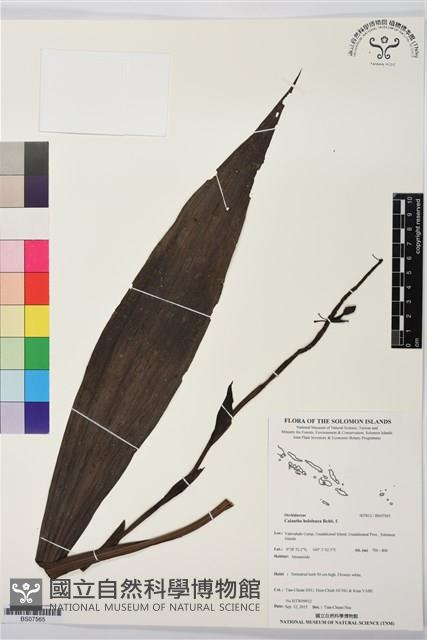 登錄號:BS07565藏品圖，第1張