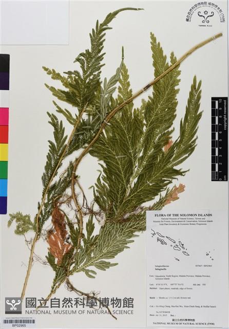 登錄號:BP02965藏品圖，第1張