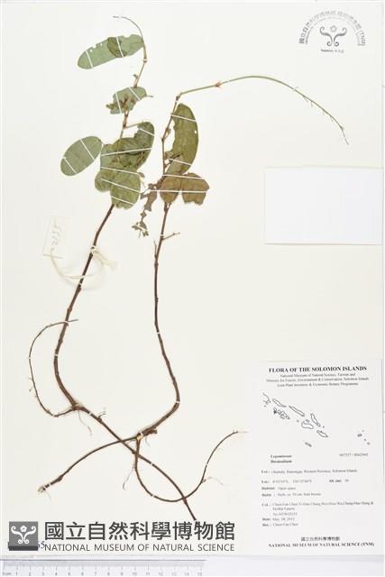 登錄號:BS02965藏品圖，第1張