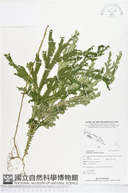 登錄號:BP00965藏品圖，第1張