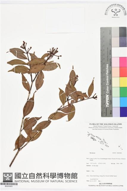登錄號:BS05965藏品圖，第1張