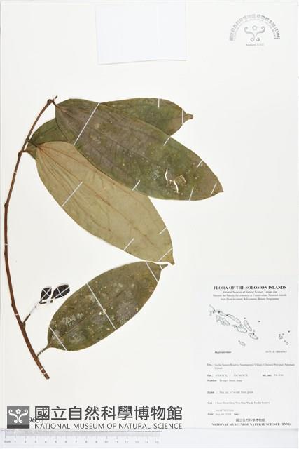 登錄號:BS04965藏品圖，第1張