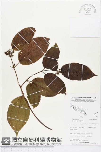 毛野牡丹藏品圖，第1張