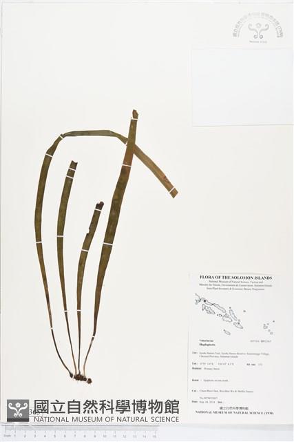 登錄號:BP02365藏品圖，第1張