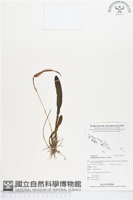 登錄號:BS01365藏品圖，第1張