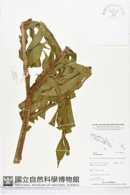 登錄號:BS05365藏品圖，第1張