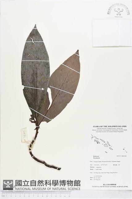 登錄號:BS03365藏品圖，第1張