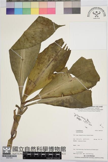 登錄號:BS07365藏品圖，第1張