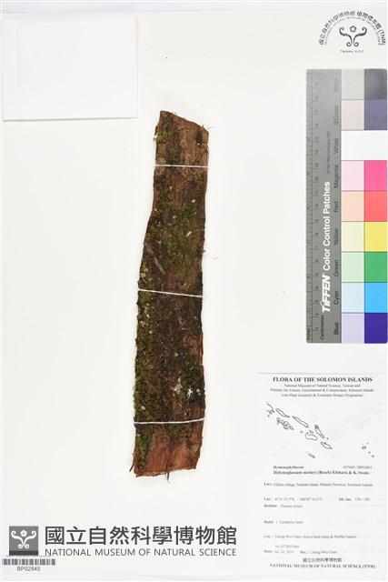 短柄單葉假脈蕨藏品圖，第1張