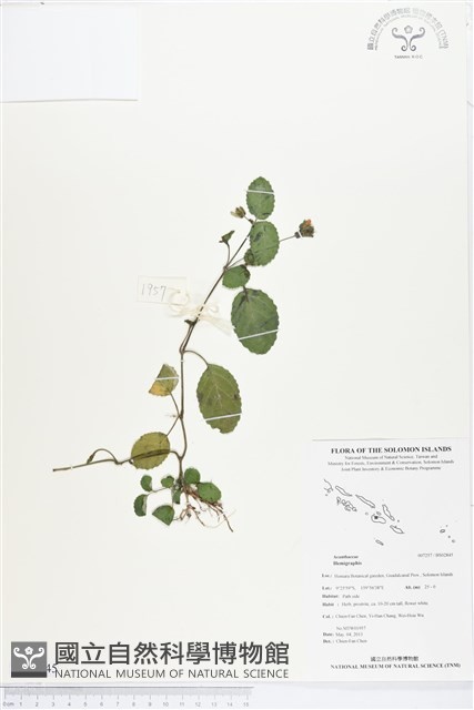登錄號:BS02845藏品圖，第1張