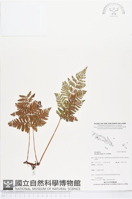 陰石蕨、陰地蕨藏品圖，第1張