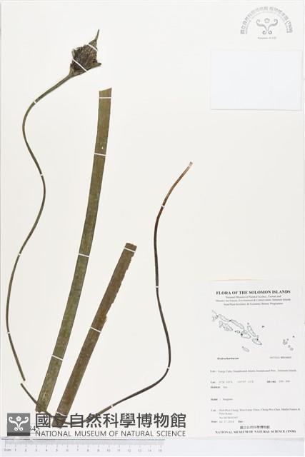 登錄號:BS04845藏品圖，第1張