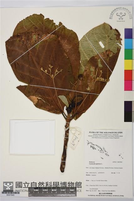 葛塔德木、欖仁舅藏品圖，第1張