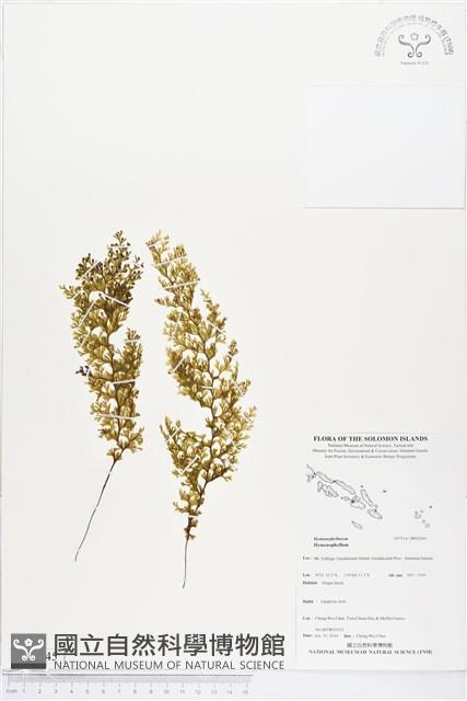 Accession Number:BP02045 Collection Image