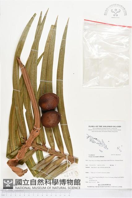 登錄號:BG00045藏品圖，第1張