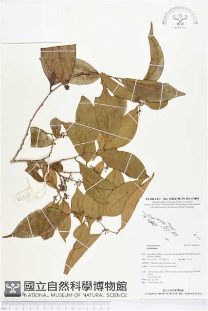 登錄號:BS02645藏品圖，第1張