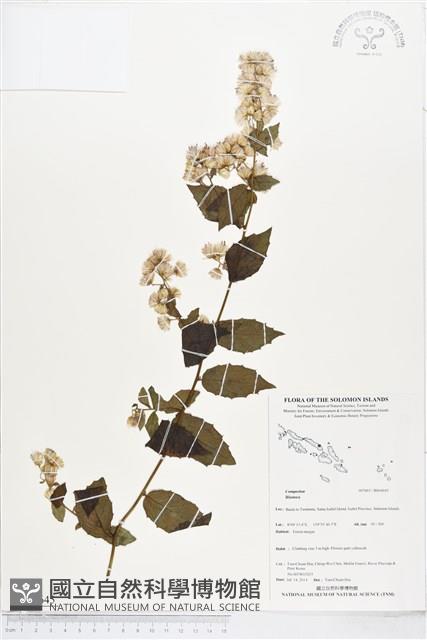 登錄號:BS04645藏品圖，第1張