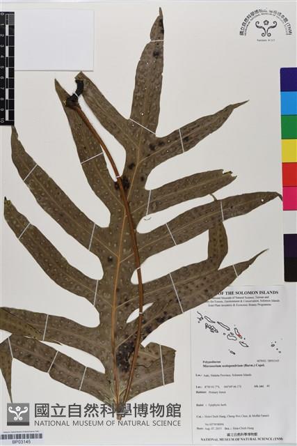海岸星蕨藏品圖，第1張