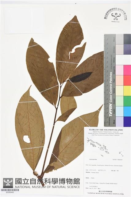 登錄號:BS06445藏品圖，第1張