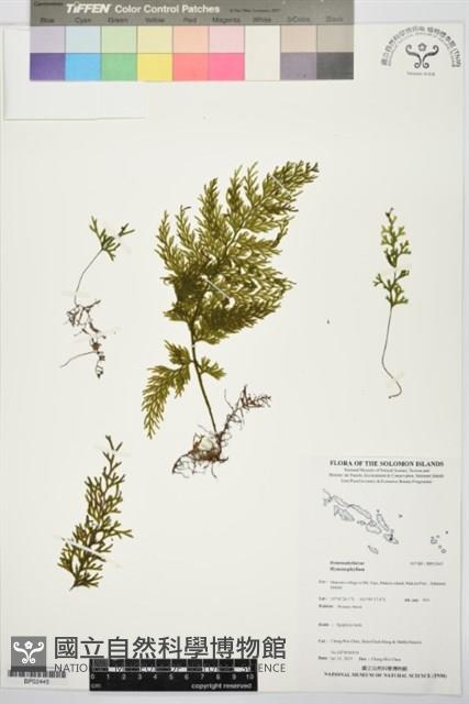 登錄號:BP02445藏品圖，第1張