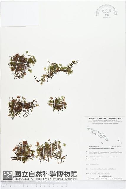 團扇蕨藏品圖，第1張