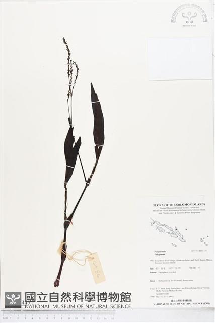 登錄號:BS05445藏品圖，第1張