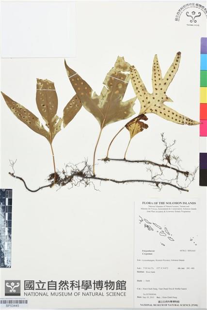 登錄號:BP03445藏品圖，第1張