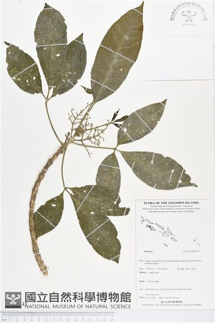 登錄號:BS03445藏品圖，第1張