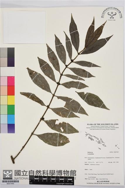 登錄號:BS07445藏品圖，第1張